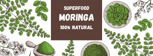 ilustración de moringa, hojas y molido