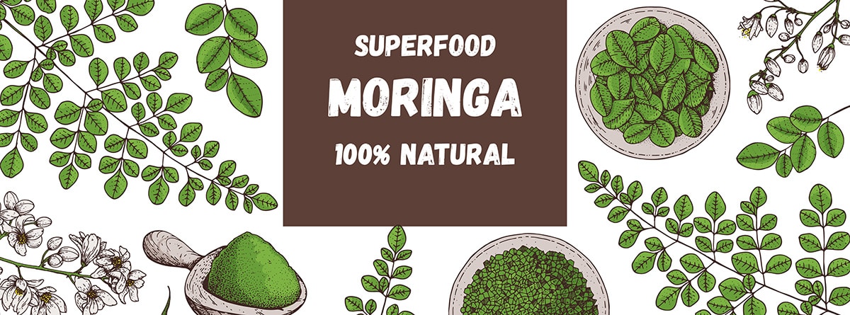 ilustración de moringa, hojas y molido