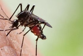 Mosquito picando a una persona