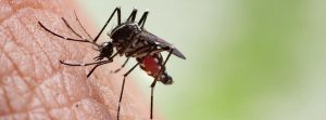 Mosquito picando a una persona