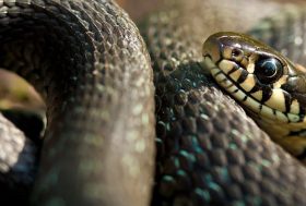 Serpiente enroscada