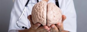 Mujer doctora sosteniendo una maqueta de cerebro humano