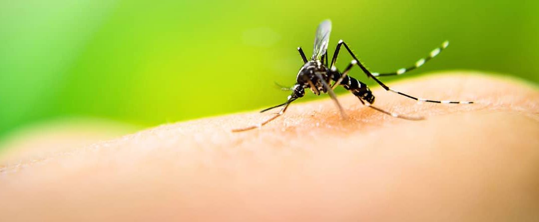 Enfermedades transmitidas por insectos