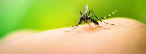 Mosquito picando una mano