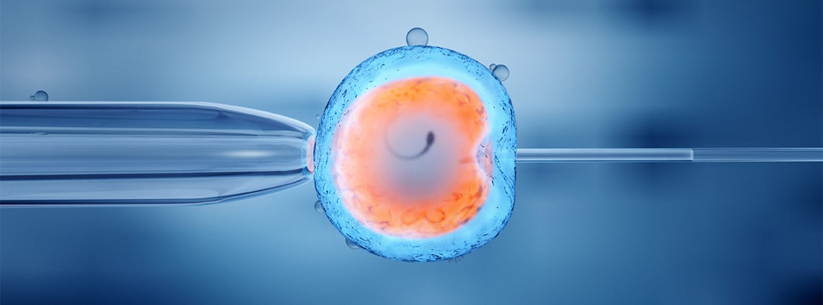 Inseminación artificial in vitro de un óvulo