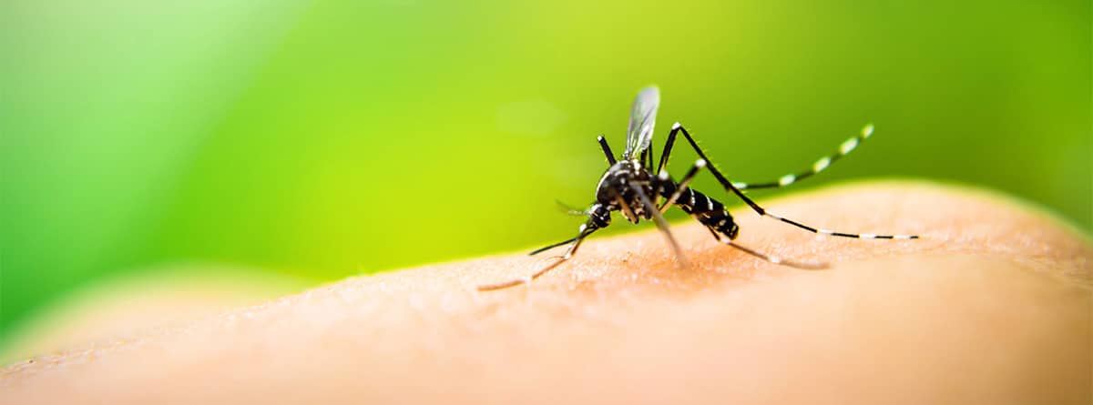 Mosquito sobre una mano