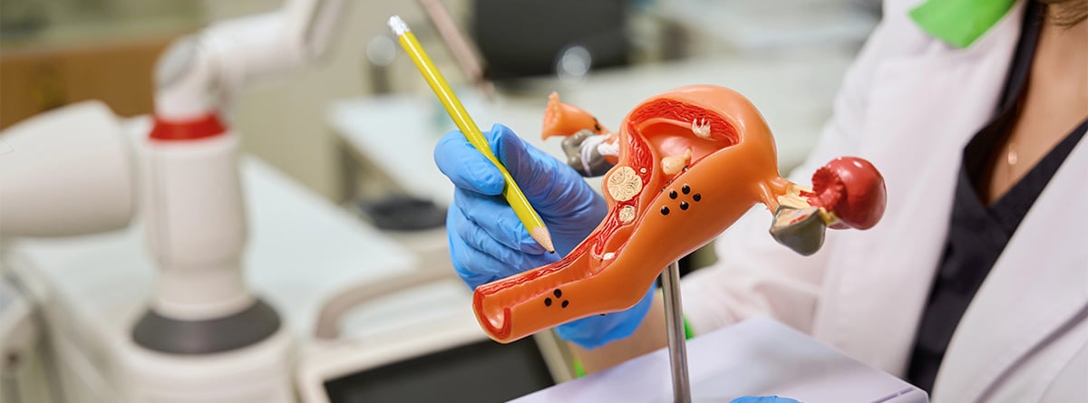 Maqueta de un útero