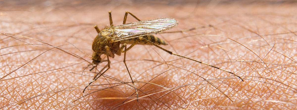 Mosquito sobre un brazo