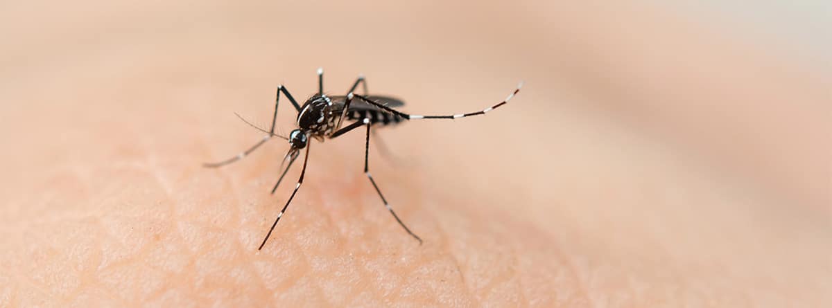 Mosquito sobre piel