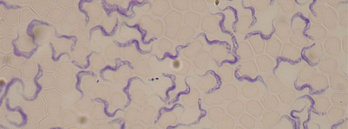Virus desde visión microscópica