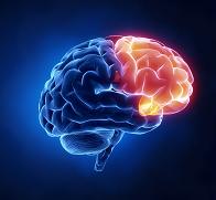 cerebro trastorno obsesivo compulsivo
