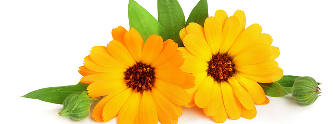calendula-3
