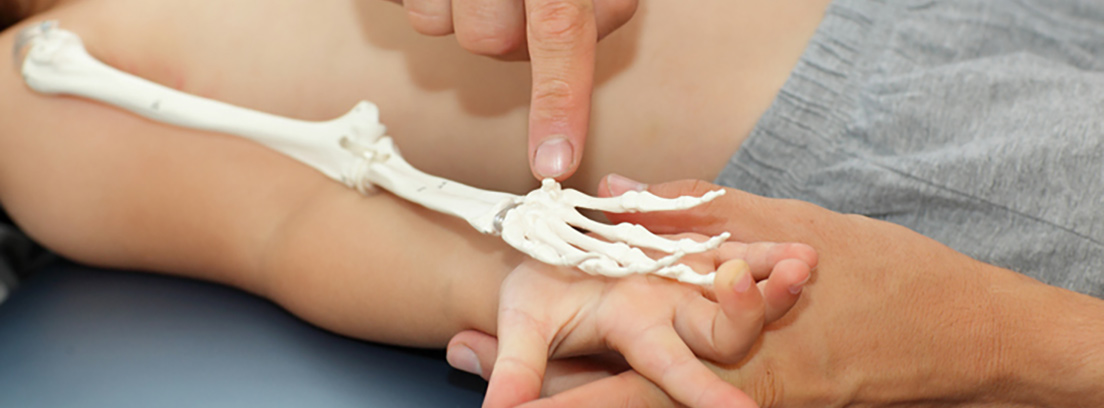 Desarrollo osteoarticular Mano de un niño con el esqueleto de un brazo encima