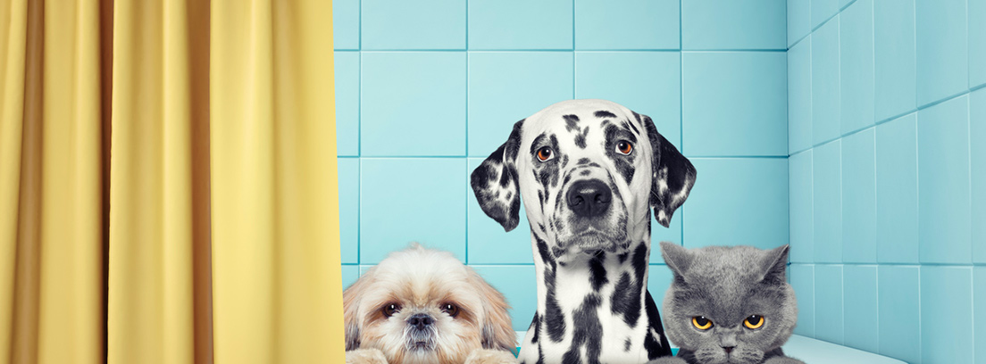 higiene-mascotas-previene-infecciones-3