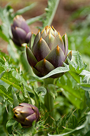 Alcachofera