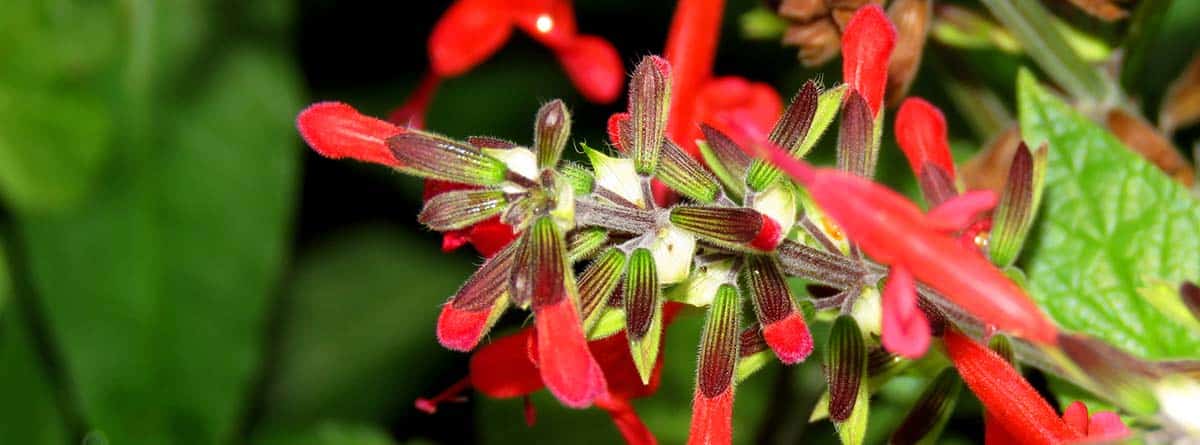 salvia roja1 Beneficios de la salvia roja: flores de salvia roja