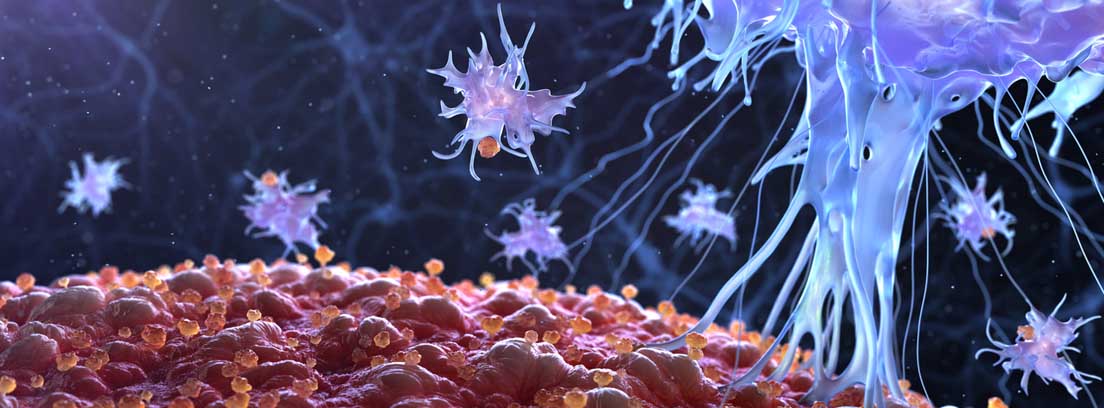 sistema inmune del cuerpo sistema inmune al microscopio