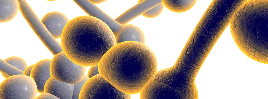 candida-auris