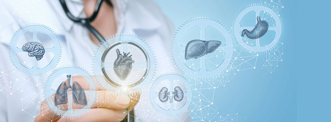 Órganos sin los que podrías vivir 12 Órganos sin lo que podrías vivir : El médico examina diferentes órganos humanos