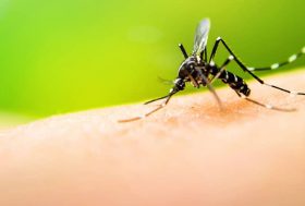 Mosquito picando una mano
