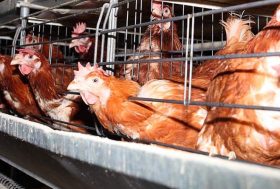 Gallinas enjauladas