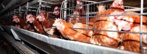 Gallinas enjauladas