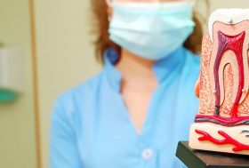 Mujer dentista sujetando una maqueta de un molar