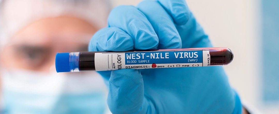 Virus del nilo occidental, ¿qué es?
