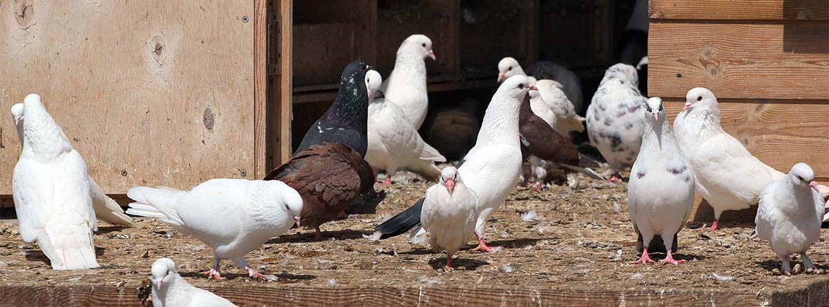 Gallinero