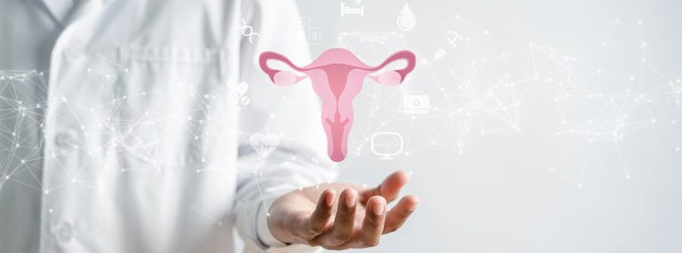 Maqueta del aparato reproductor femenino