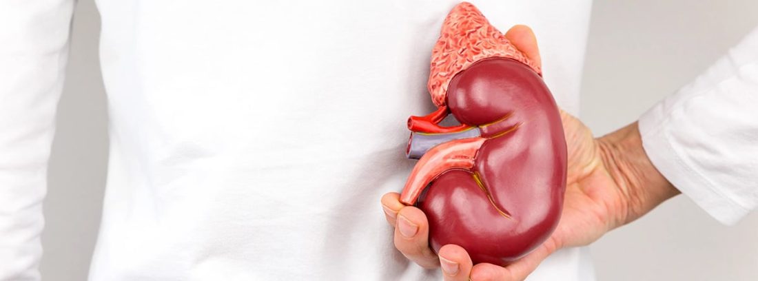 Médico con maqueta de riñón