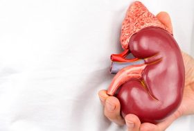 Médico con maqueta de riñón